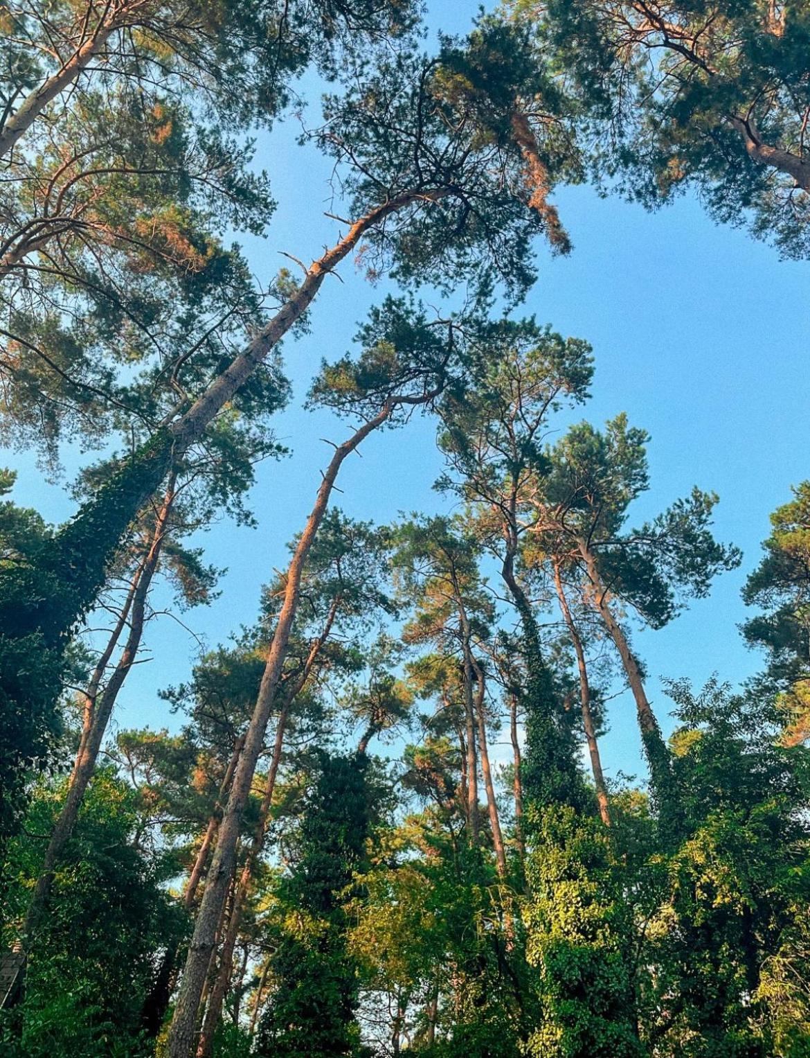 Boshuisje Pinus Sonnevijver Residences Lanaken Dış mekan fotoğraf