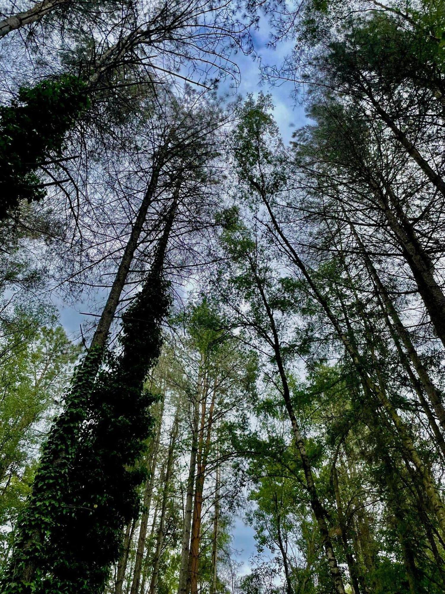 Boshuisje Pinus Sonnevijver Residences Lanaken Dış mekan fotoğraf