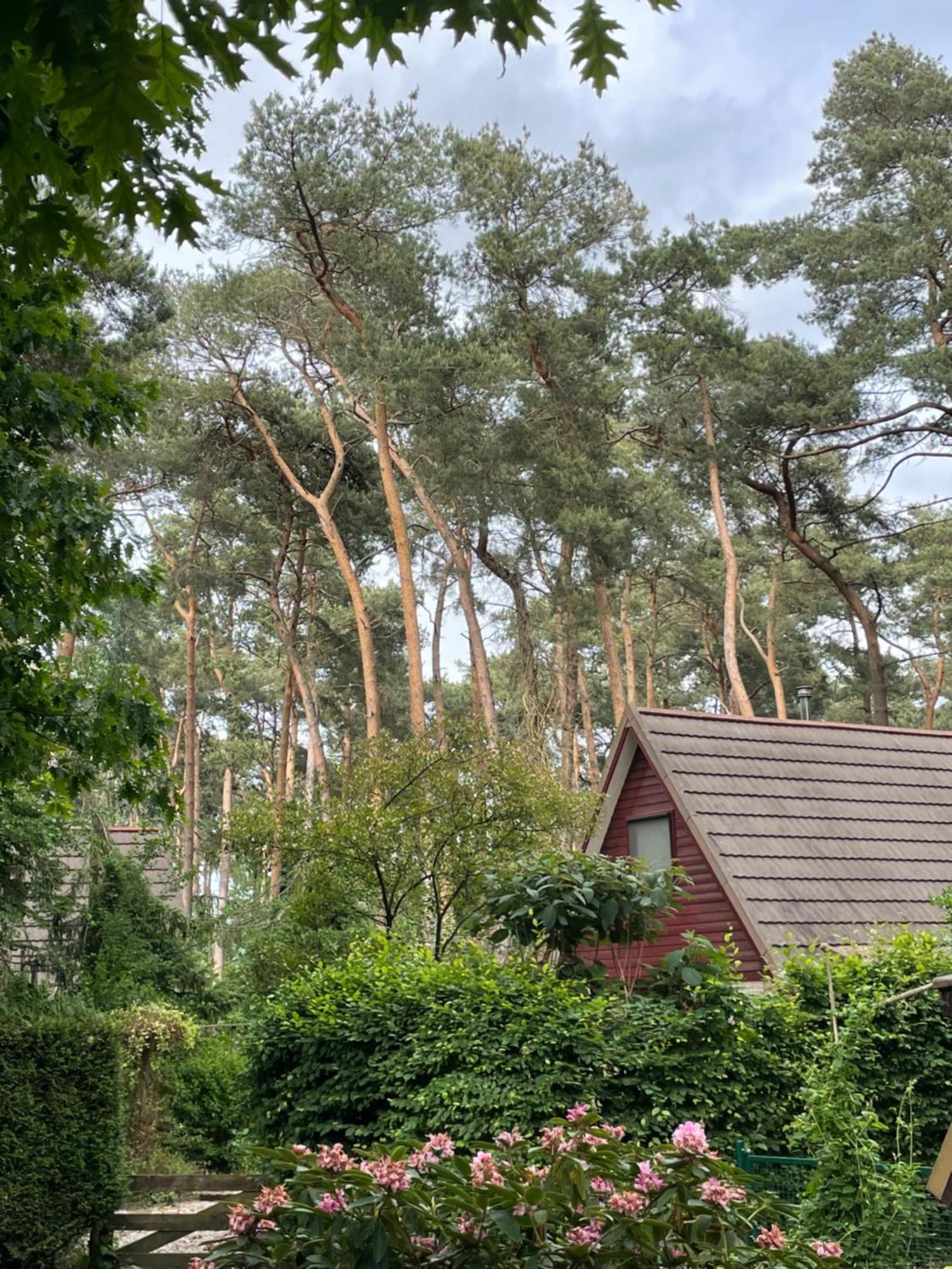Boshuisje Pinus Sonnevijver Residences Lanaken Dış mekan fotoğraf